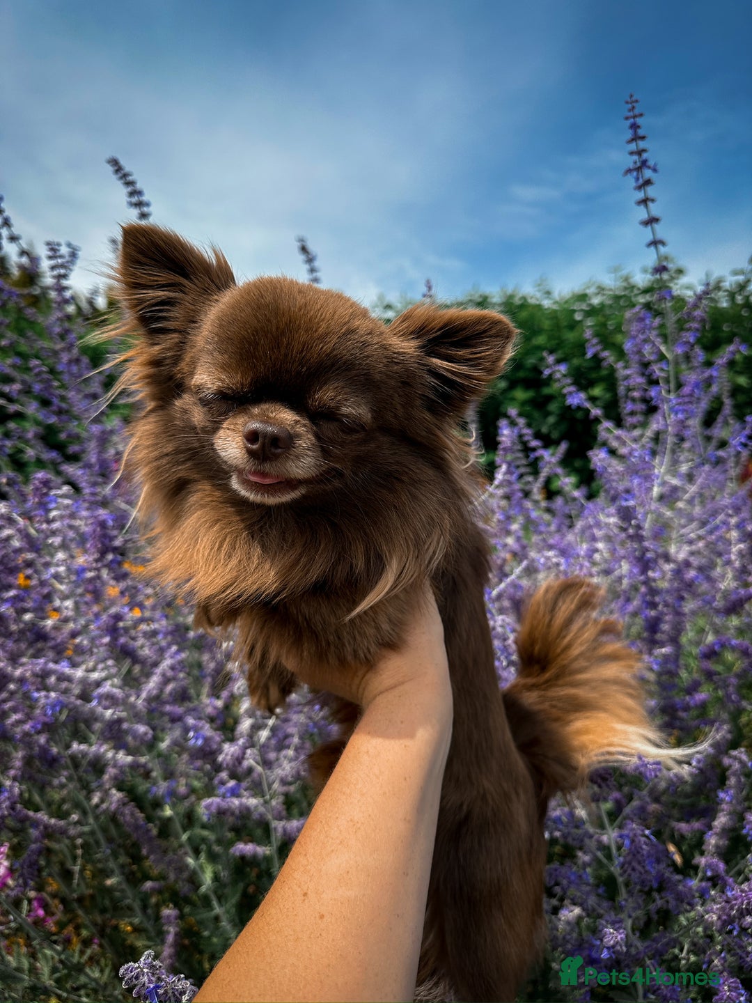 Chihuahua dogs for stud: ❤️ KC REG EXTENSIVELY HEALTH TESTED STUD ❤️ in London - Advert 20