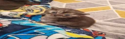 British Shorthair cats for sale: Mum Scottish straight and Dad British shorthair in Boston - Advert 4