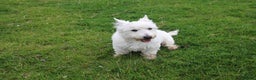 West Highland Terrier dogs for sale:  West Highland Terrier (Westie) Puppies for Sale - Advert 10