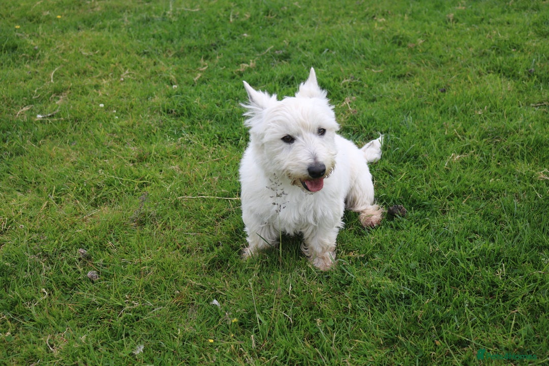 West Highland Terrier dogs for sale: West Highland Terrier (Westie) Puppies for Sale - Image 10