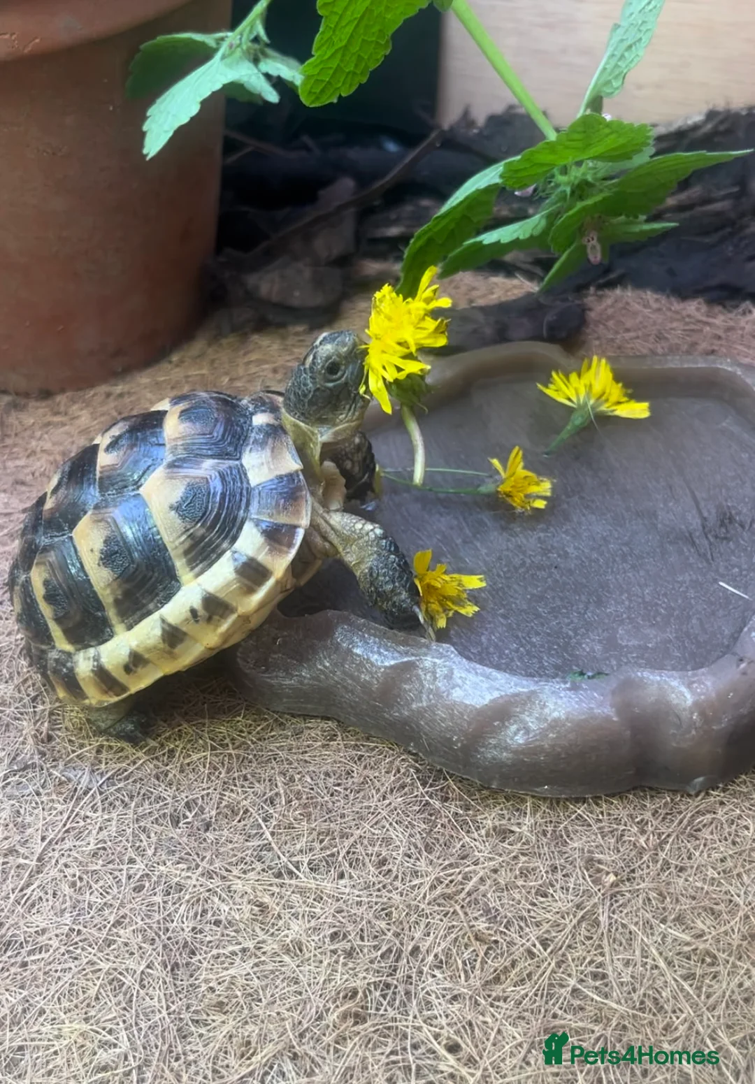 Tortoise reptiles for sale: Spur Thigh Tortoise + Enclosure, Heat Pad & Lamp  - Advert 1