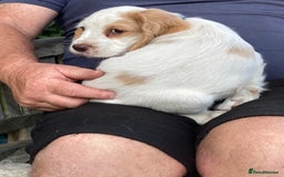 Cocker Spaniel dogs for sale: Cocker Spaniels, working type, KC reg, DNA clear - Image 15