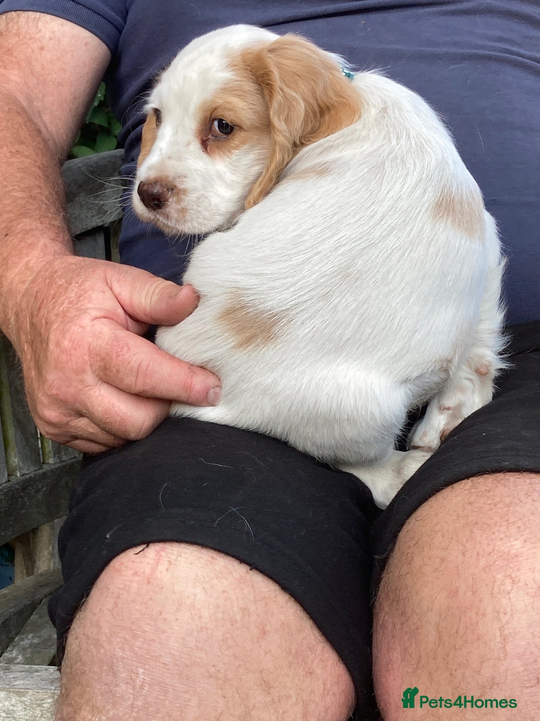 Cocker Spaniel dogs for sale: Cocker Spaniels, working type, KC reg, DNA clear - Image 15