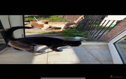 British Shorthair cats for sale: Adult male - Advert 1