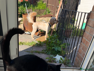 British Shorthair cats Adult male - Advert 8