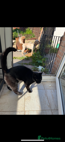 British Shorthair cats Adult male - Advert 1