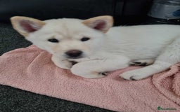 Mixed Breed dogs for sale: Chowski pups - Image 26