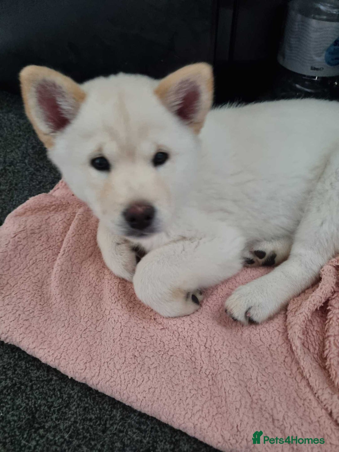 Mixed Breed dogs for sale: Chowski pups - Image 26