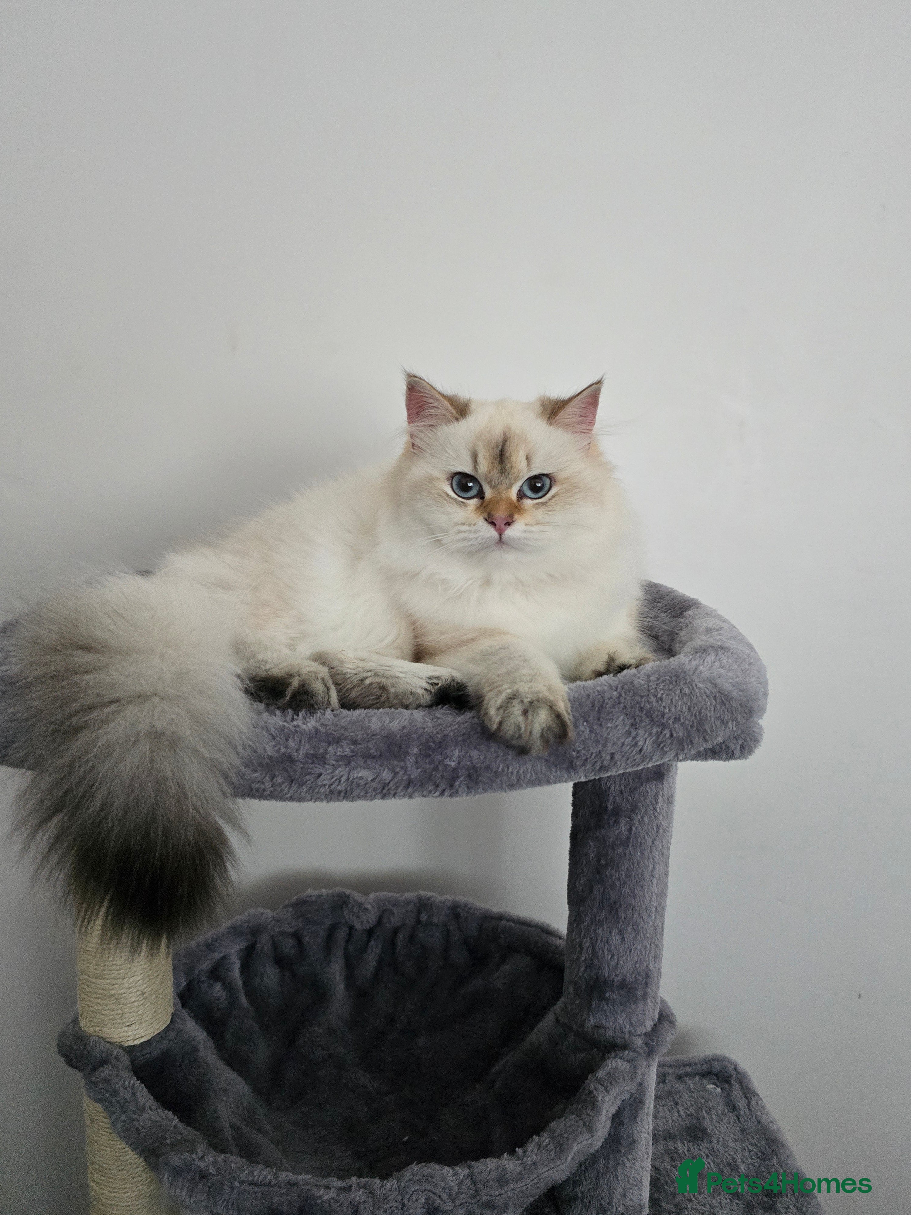 British Longhair cats Stunning Colour Point Girl - Advert 3