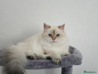 British Longhair cats Stunning Colour Point Girl - Advert 4