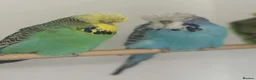 Budgerigars birds for sale: Budgies for sale  - Advert 28