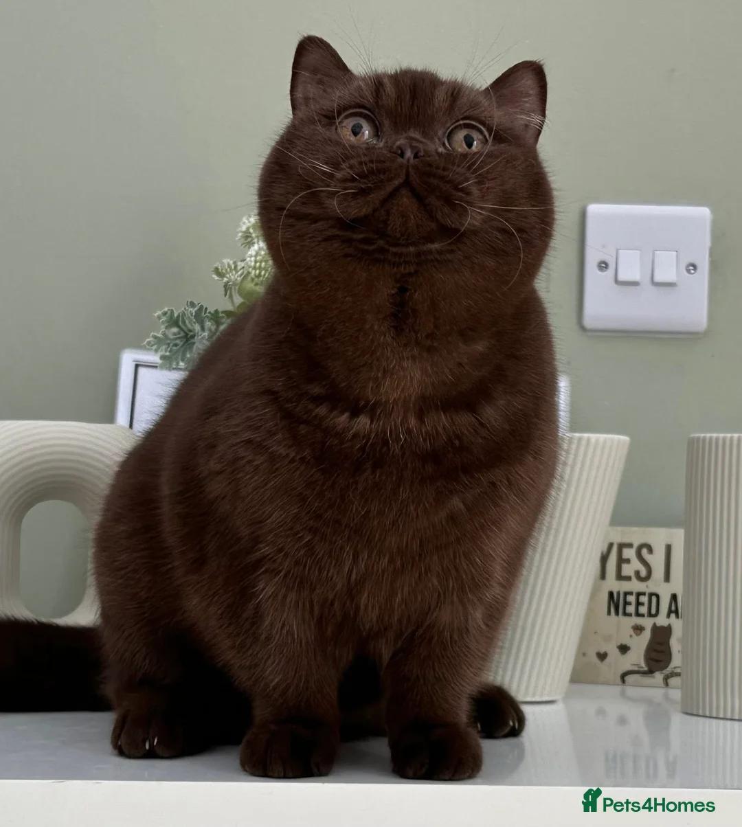 British Shorthair cats for sale: Gorgeous Chocolate Female  - Advert 1