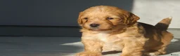 Mixed Breed dogs for sale: Beautiful pups mixed breed - Advert 22