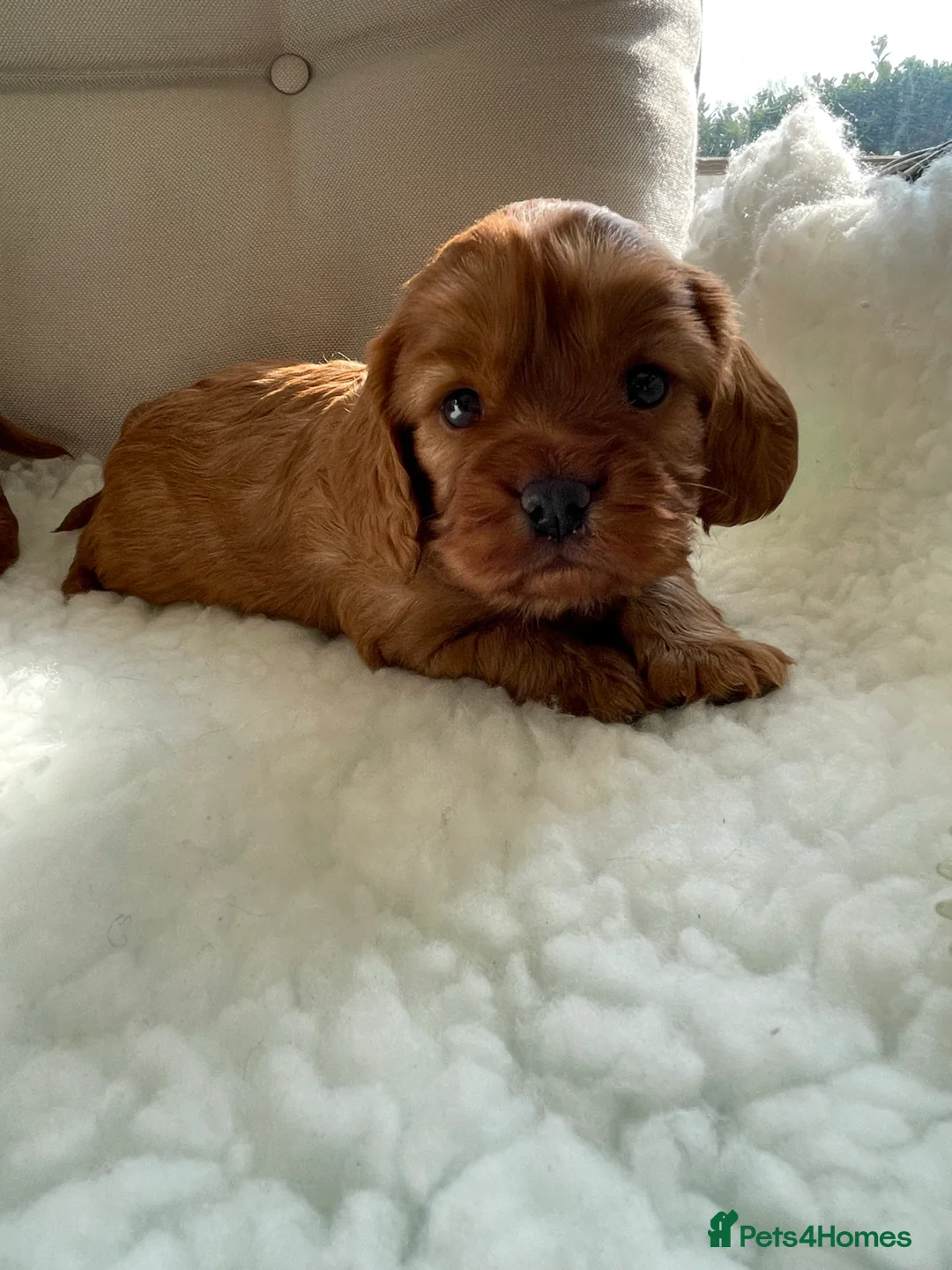 Cavalier King Charles Spaniel dogs for stud: 🌹KC REGISTERED HEALTH TESTED RUBY CKC FOR STUD in Sheerness - Advert 7