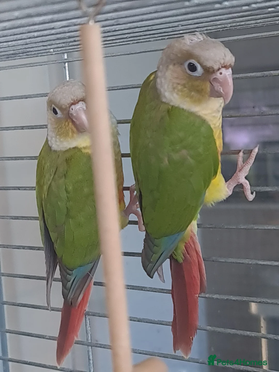 Conures birds for sale: 2 conures - Advert 2