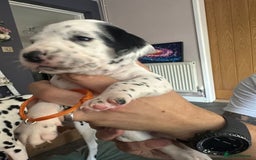 Mixed Breed dogs for sale: Springer Spaniel cross Dalmatian - Image 15
