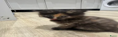 Domestic Shorthair 5