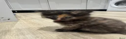 Domestic Shorthair cats for sale: 5 adorable playful kittens - Advert 3