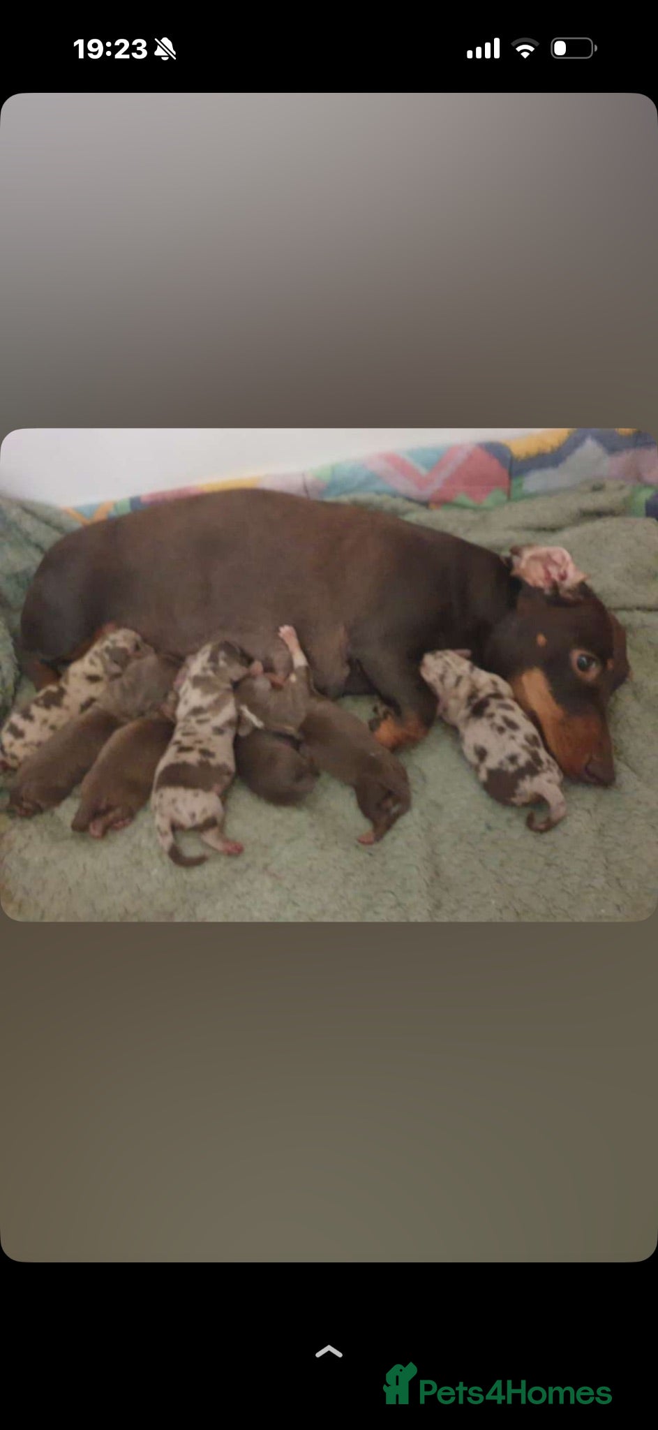 Miniature Dachshund dogs Long haired fluffy miniature dachshund  - Advert 13