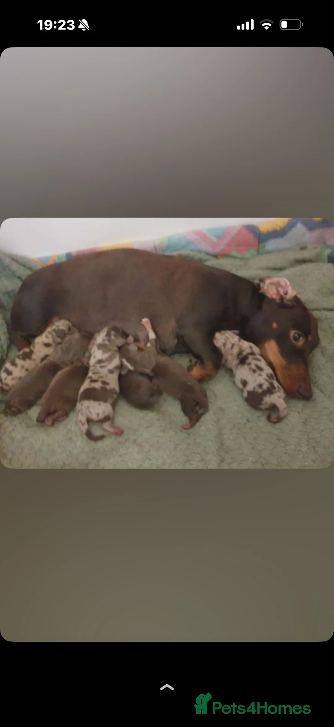 Miniature Dachshund dogs for sale: Long haired fluffy miniature dachshund  - Advert 1