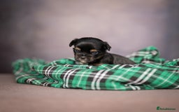 Yorkshire Terrier dogs for sale: Colorful Yorkshire Terrier puppies for sale - Image 14