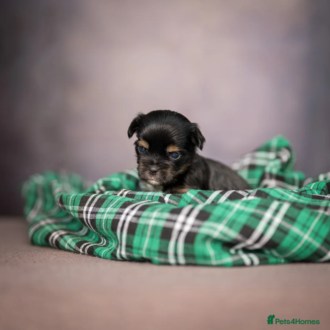 Yorkshire Terrier dogs for sale: Colorful Yorkshire Terrier puppies for sale - Advert 16