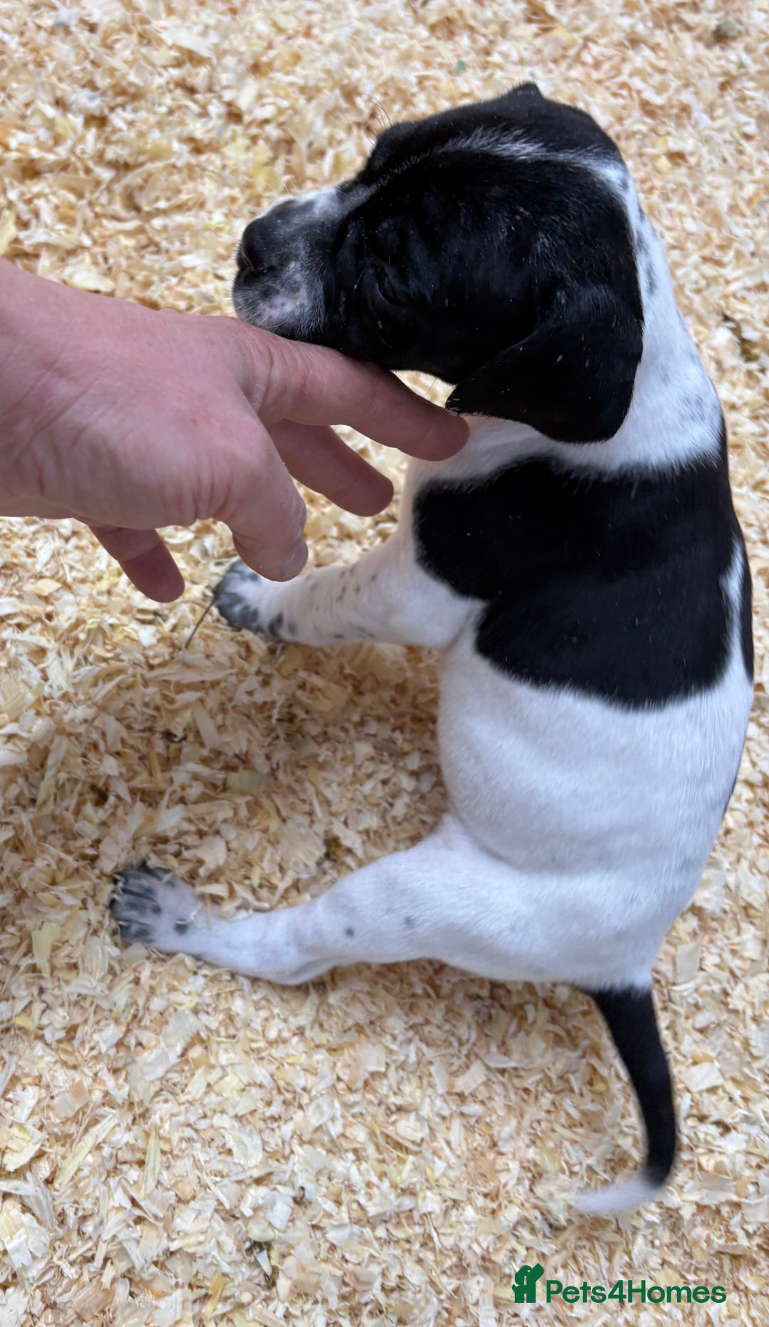 Pointer dogs for sale: English Pointer Puppies available 8th January  - Advert 15