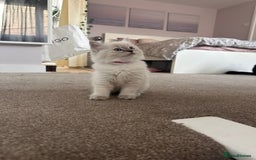 Ragdoll cats for sale: Ragdoll female kitten READY TO GO - Image 4