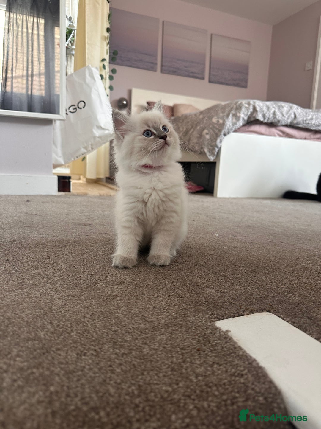 Ragdoll cats for sale: Ragdoll female kitten READY TO GO - Image 4