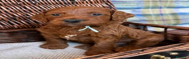 Irish Doodle Puppy 2