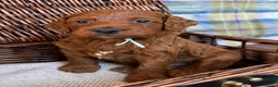 Irish Doodle dogs for sale: 🐾 Irish doodles 🐾 - Advert 13