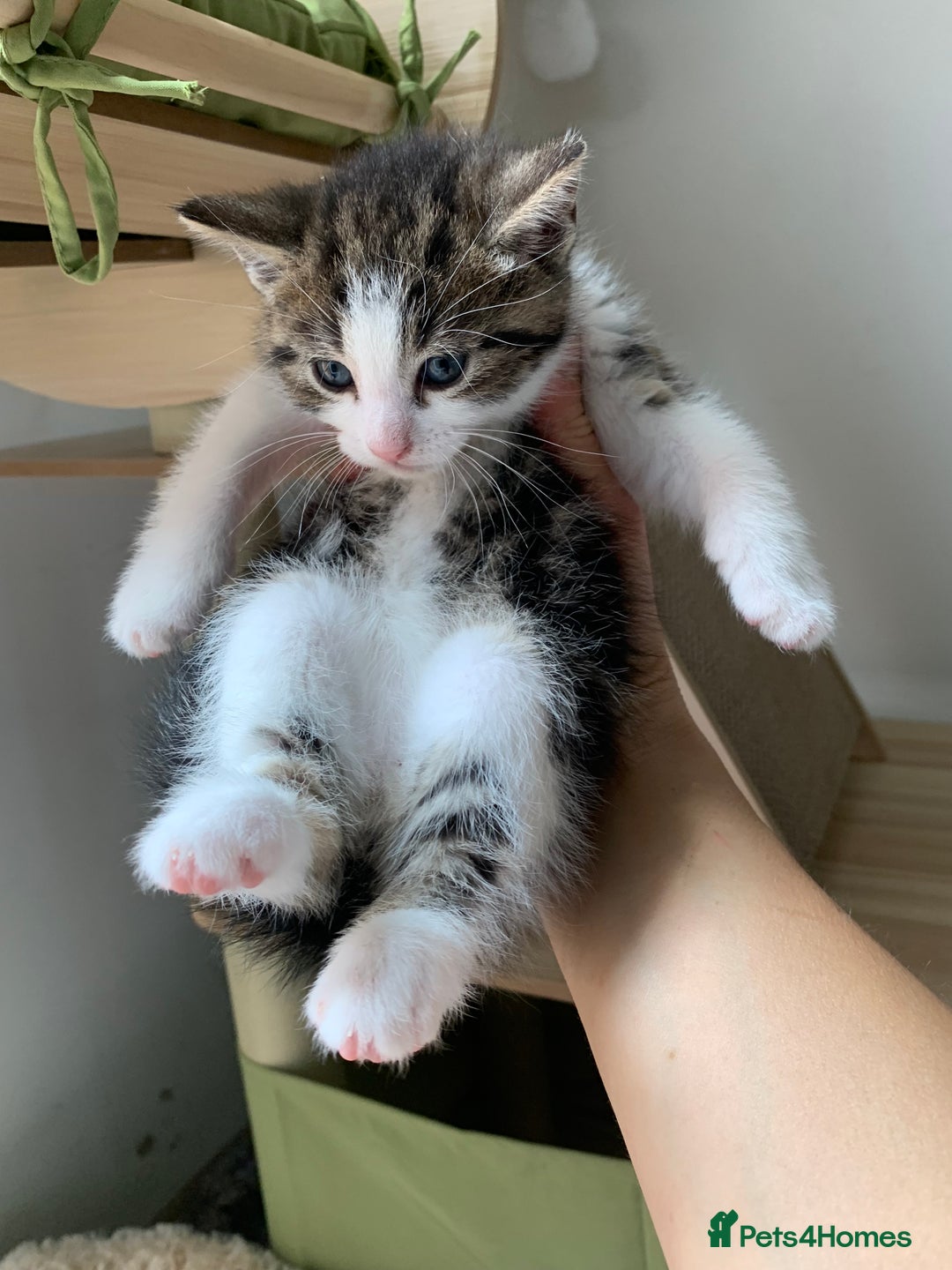 British Shorthair cats for sale: Gorgeous Kittens  - Image 8