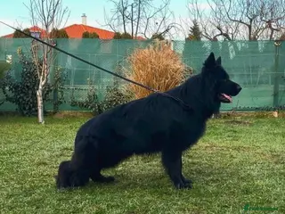 German Shepherd dogs german shepherd for stud - Advert 8