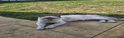 Ragdoll cats for sale: Ragdoll kittens in Dudley - Advert 7