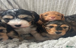 Cockapoo dogs for sale: Cockapoo Puppies - Image 1