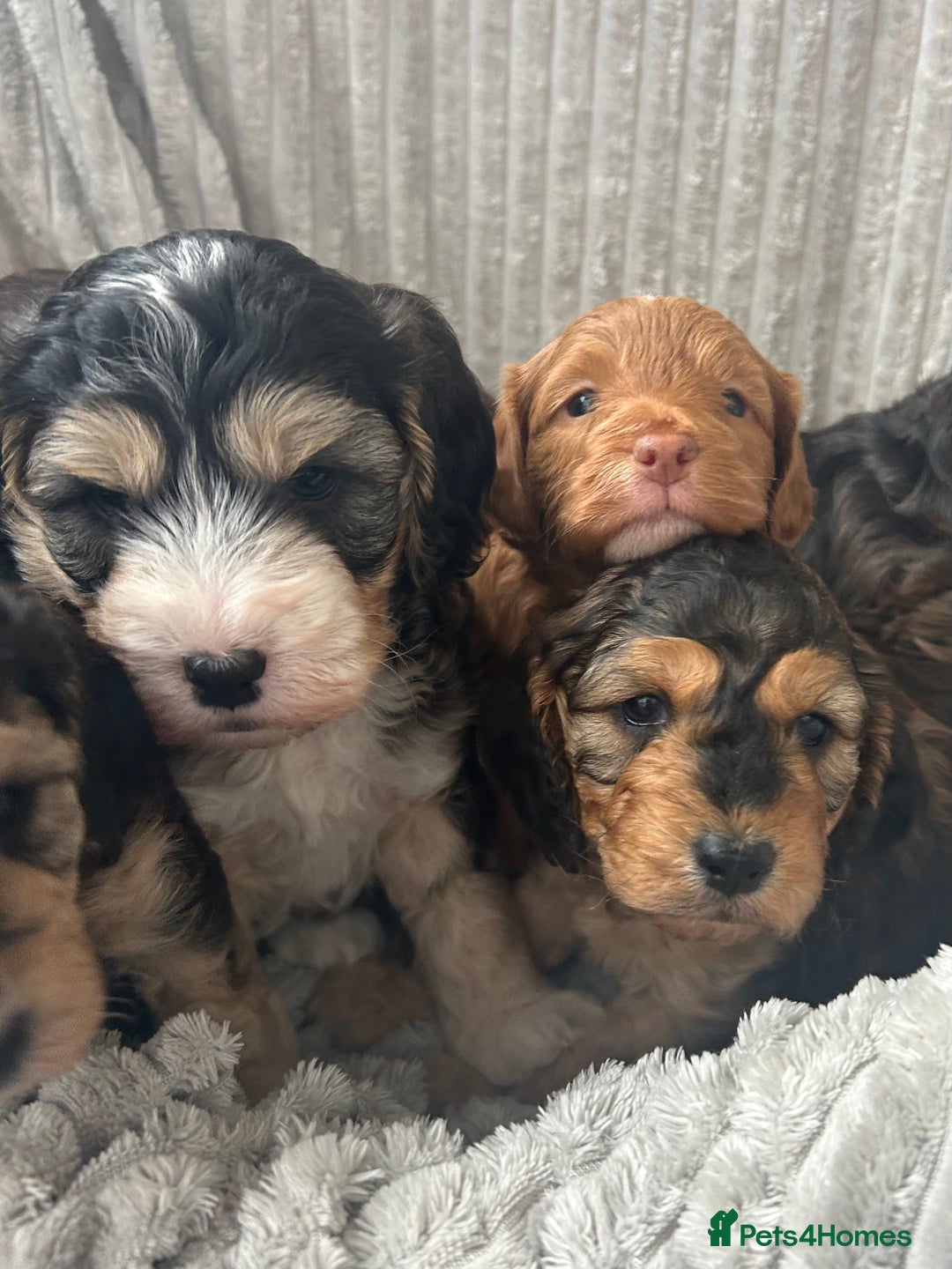 Cockapoo dogs for sale: Cockapoo Puppies - Image 1