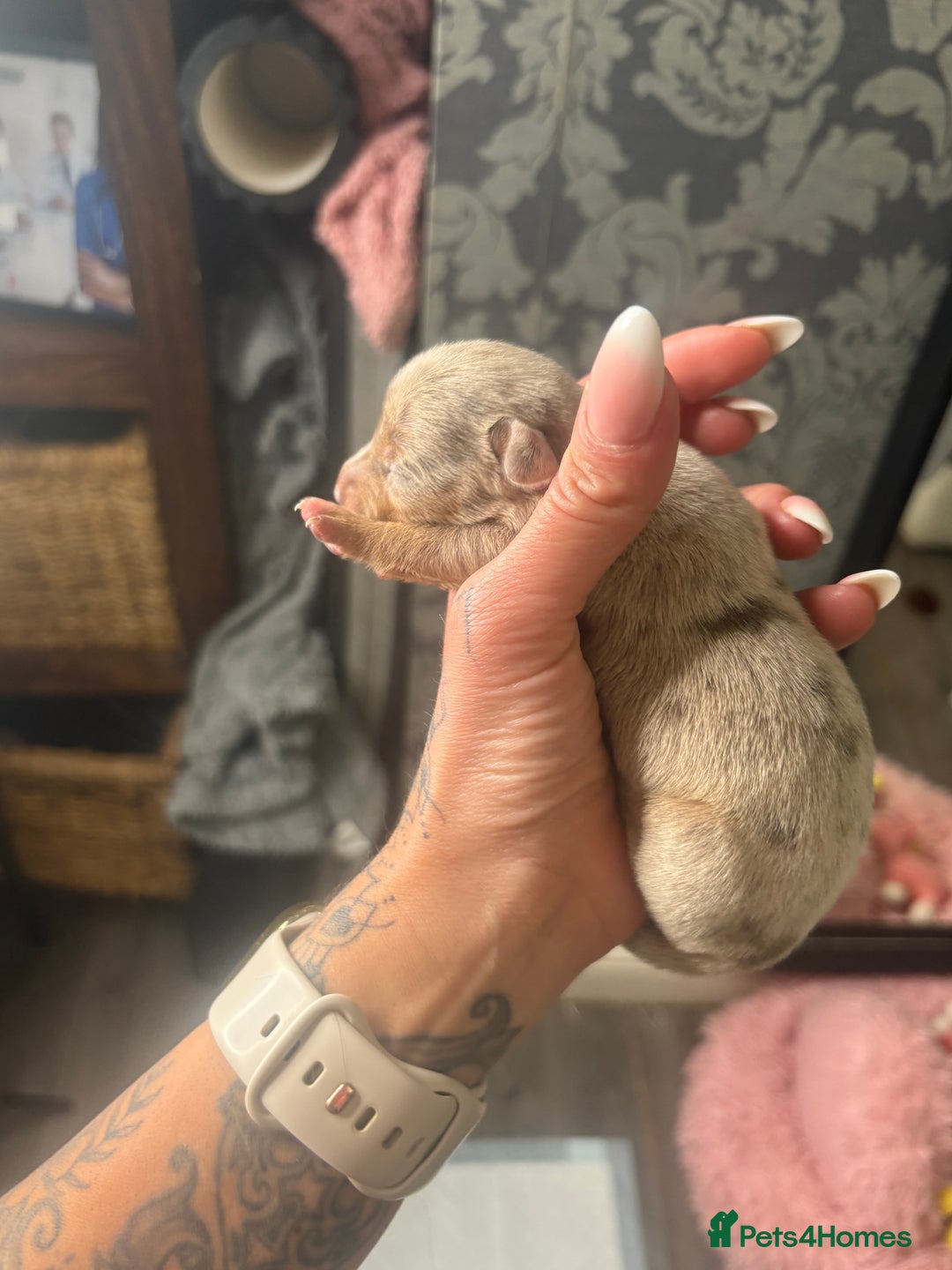 Mixed Breed dogs for sale: Xxx TINY dachshund x chihuahua puppies xxx - Image 9