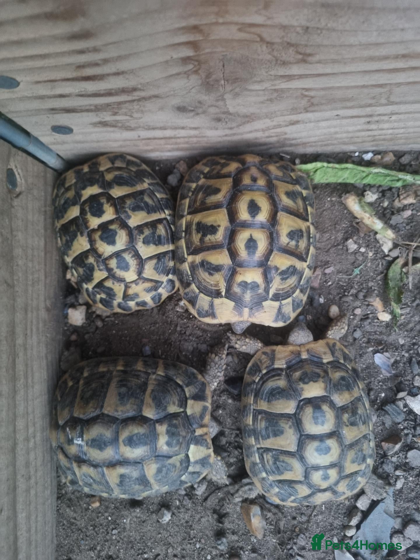 Tortoise reptiles Hermann tortoise last few left  - Advert 12