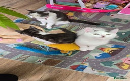 Mixed Breed cats for sale: British shorthair cross Kittens - Image 4