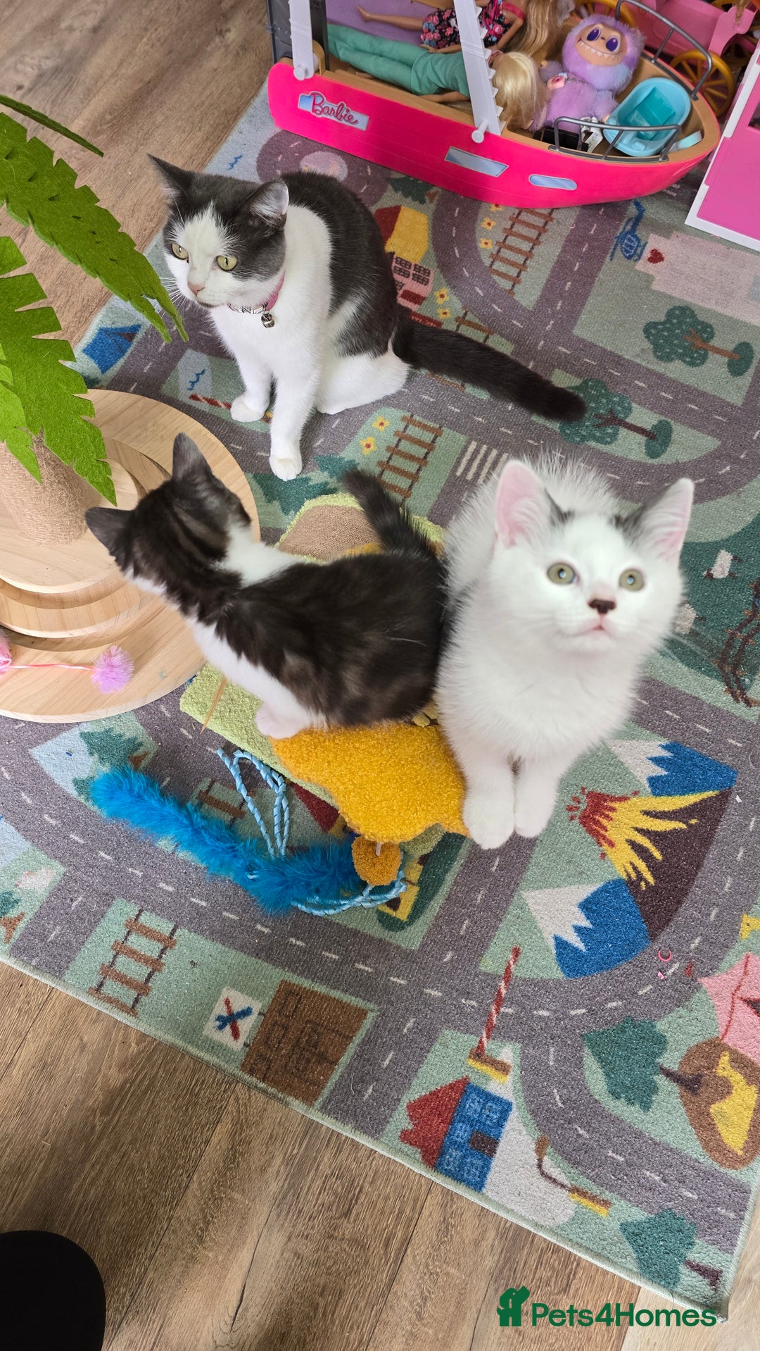 Mixed Breed cats for sale: British shorthair cross Kittens - Image 4