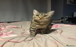 British Shorthair cats for sale: 3 tabby girls, 1 black boy - Image 12
