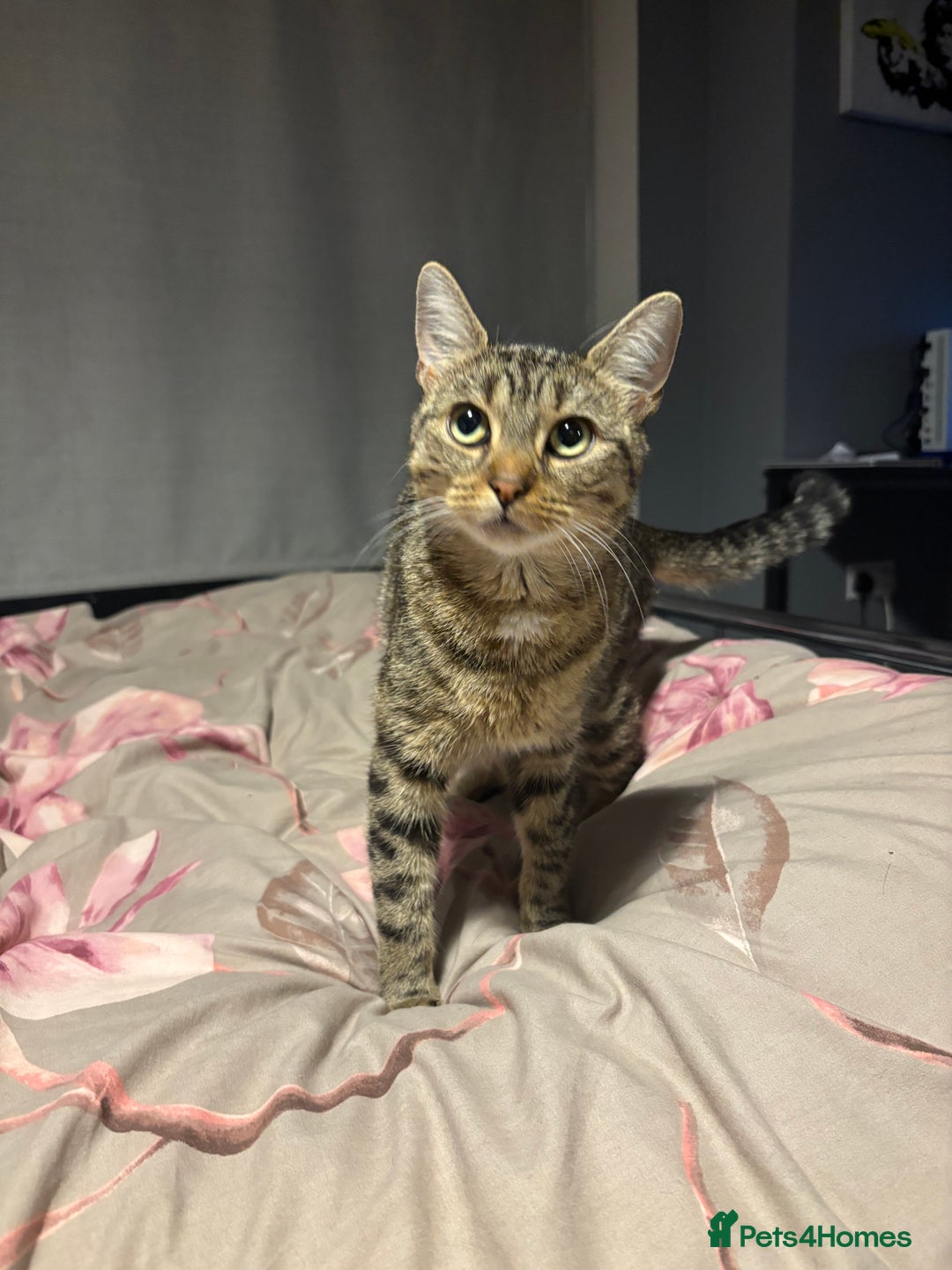 British Shorthair cats for sale: 3 tabby girls, 1 black boy - Image 12