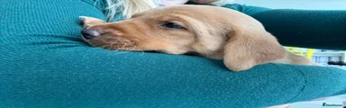 Labrador Retriever Puppy 4