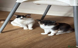 Mixed Breed cats for sale: 3 male kittens looking for new homes  - Image 3
