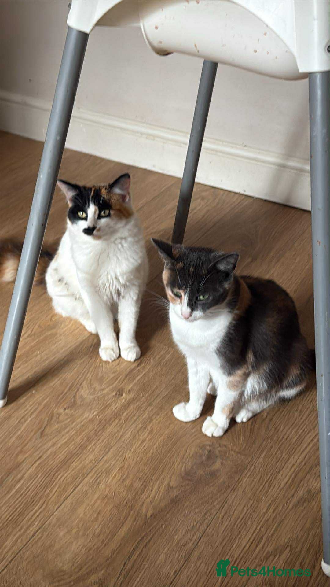 Mixed Breed cats for sale: 3 male kittens looking for new homes  - Image 3