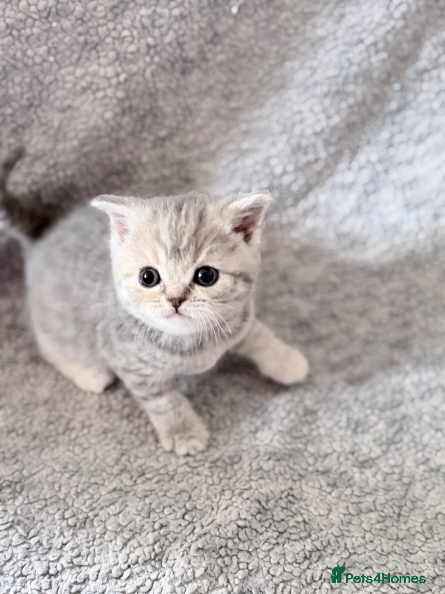 British Shorthair cats GCCF British shorthair kittens  - Advert 1