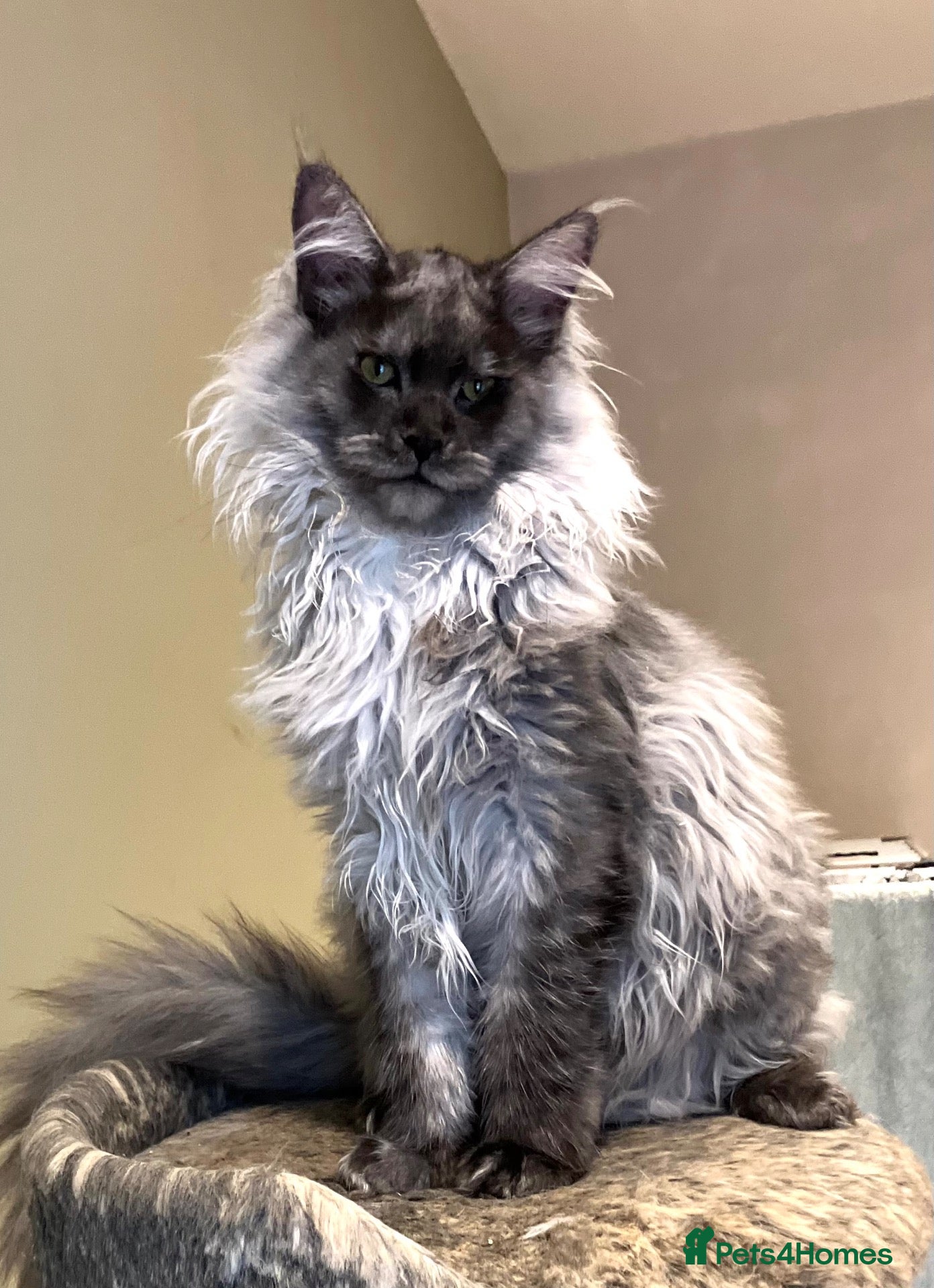 Maine Coon cats ⚜️ championline maine coon kittens ⚜️ polydactyl - Advert 1