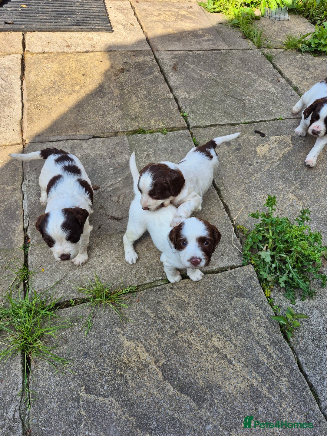 Mixed Breed dogs for sale: Springer spaniel puppies  - Image 12