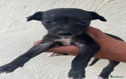 Whippet dogs for sale: Whippet puppies Ready soon! 5 BOYS left  - Image 5