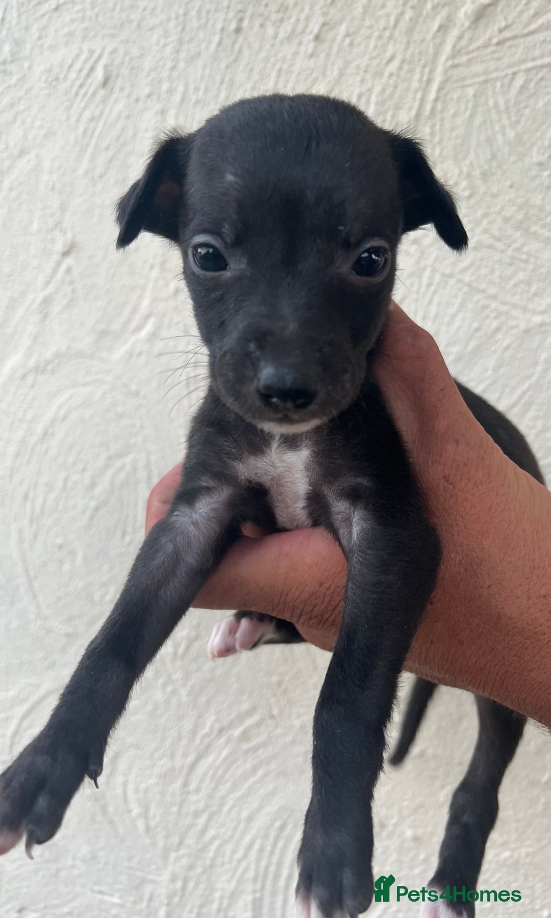 Whippet dogs for sale: Whippet puppies Ready soon! 5 BOYS left  - Image 5